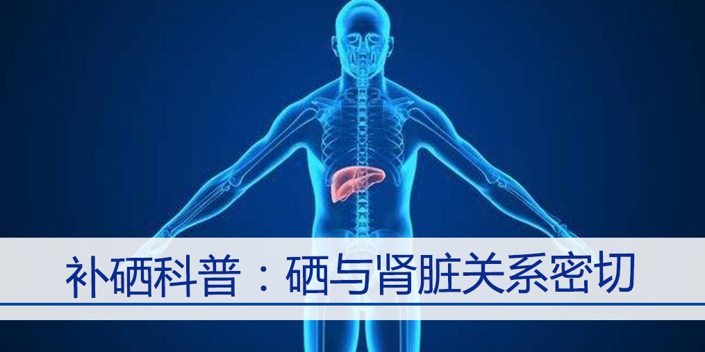 補硒科普：硒元素與腎臟關(guān)系密切