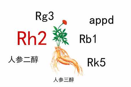 人參皂苷的免疫調節作用有什么特殊之處？